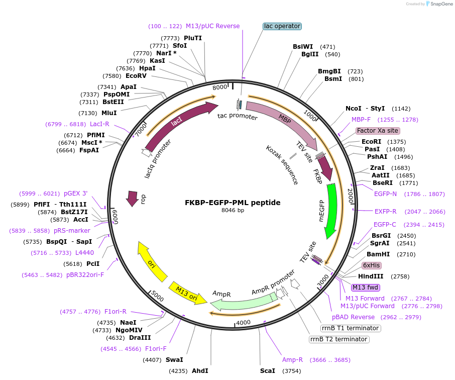 175247-plasmid-map-sequence-id-345708