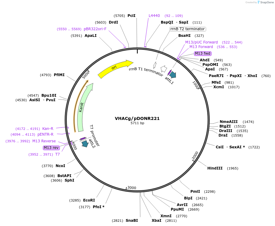 172094-plasmid-map-sequence-id-345740