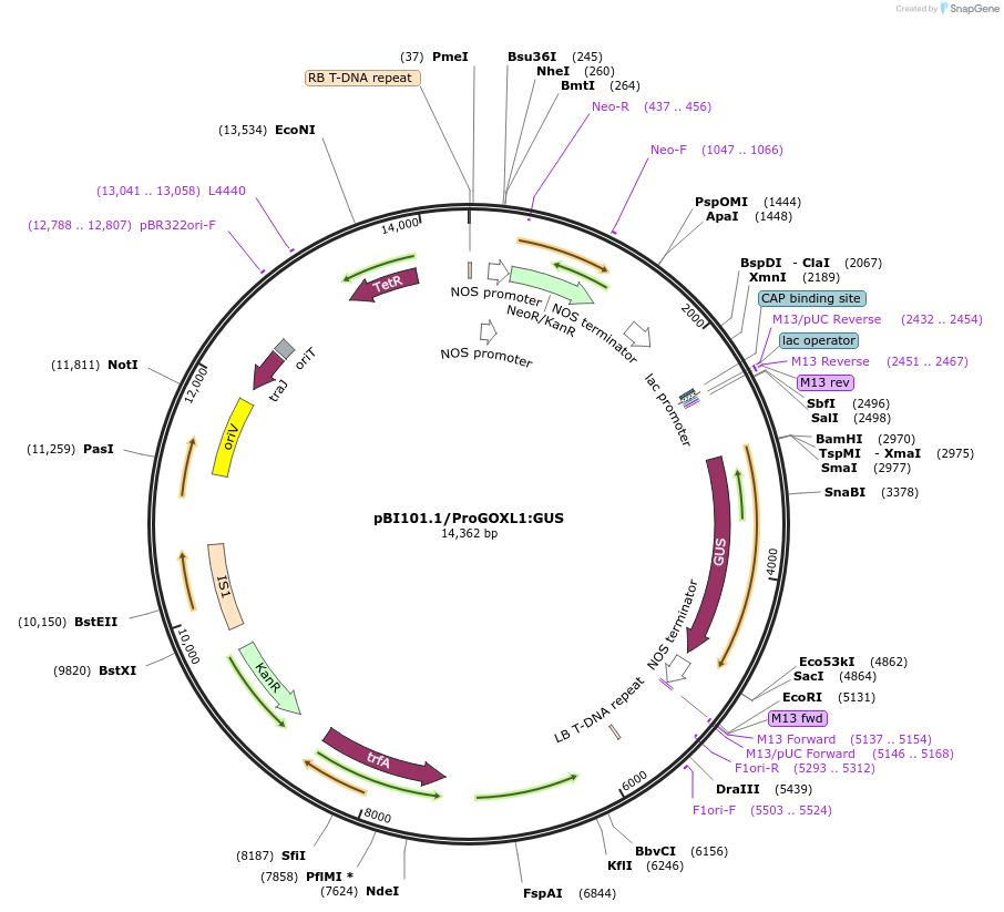 175557-plasmid-map-sequence-id-345742