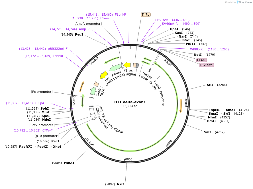 162274-plasmid-map-sequence-id-345745