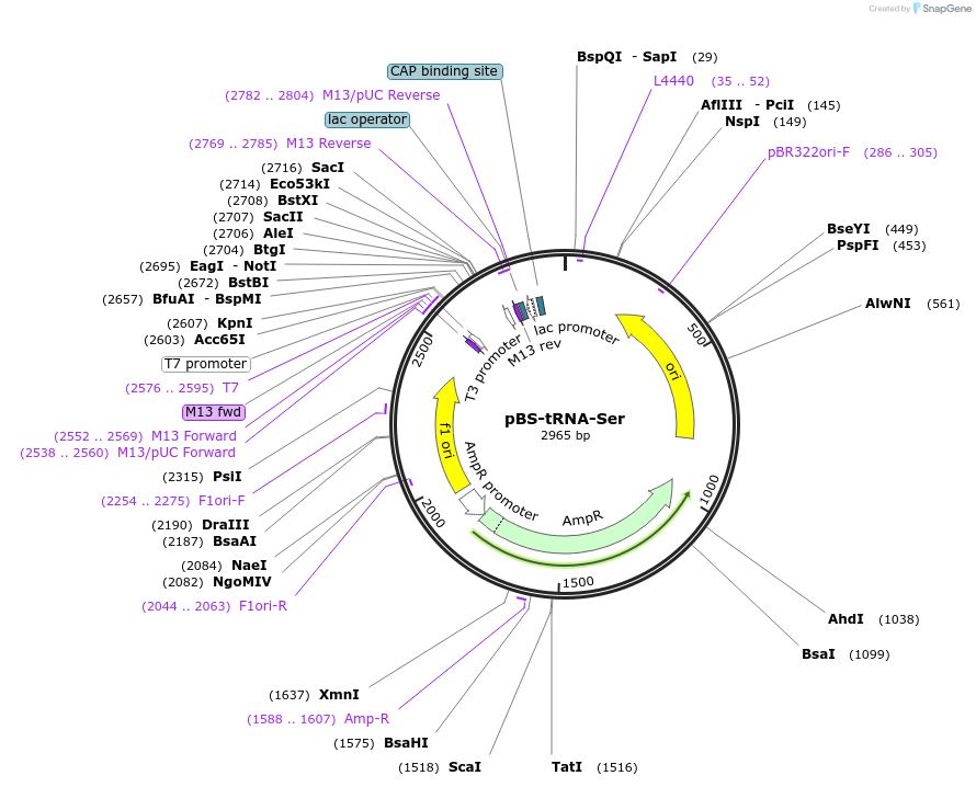 174318-plasmid-map-sequence-id-345749