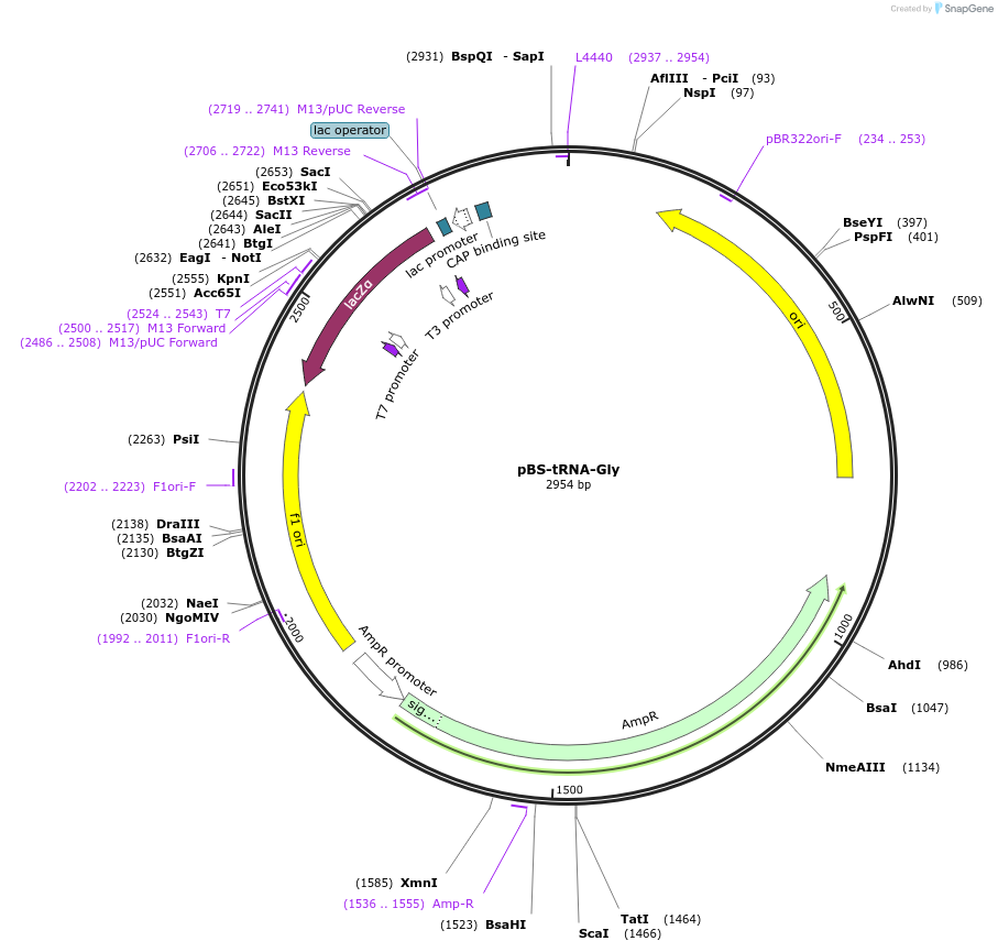 174317-plasmid-map-sequence-id-345751