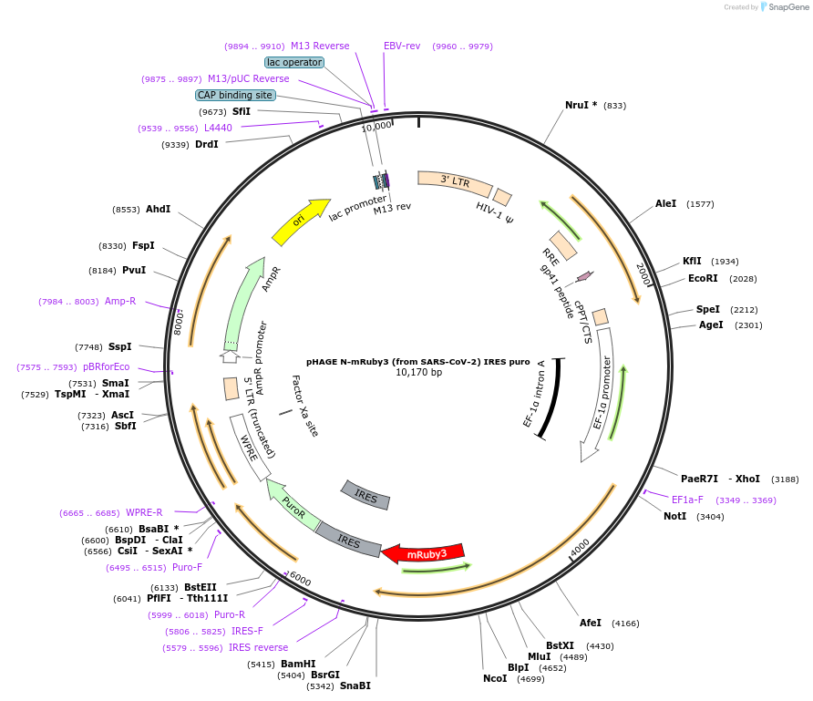 170466-plasmid-map-sequence-id-345815
