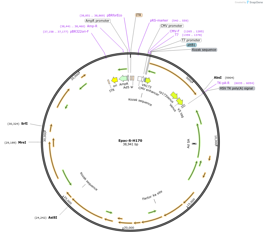 170352-plasmid-map-sequence-id-345817