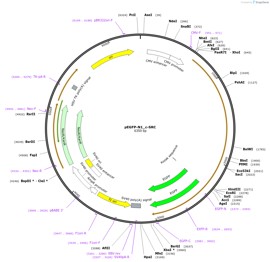 171850-plasmid-map-sequence-id-345823