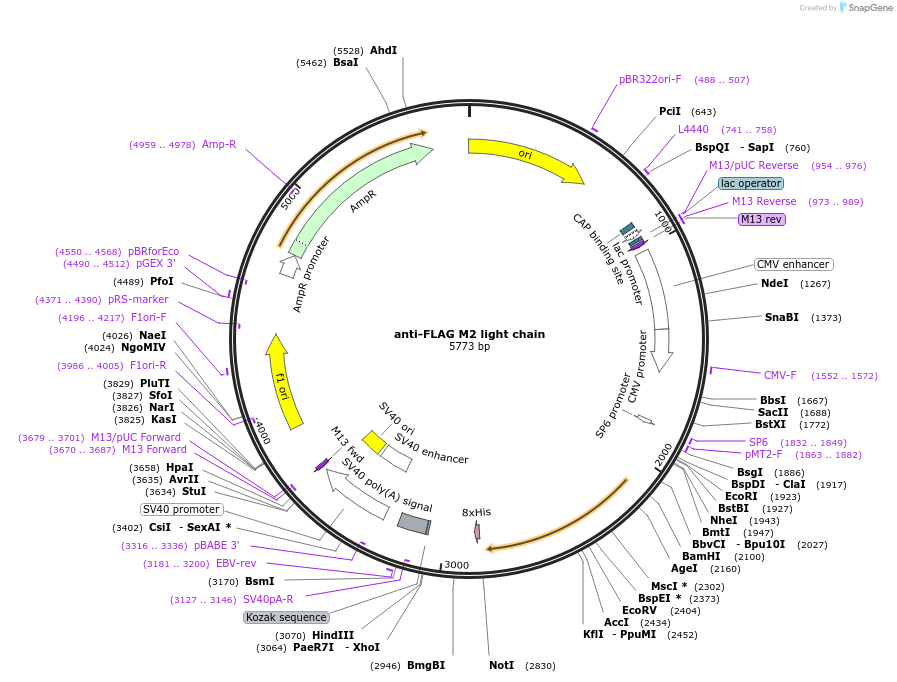 175358-plasmid-map-sequence-id-345861