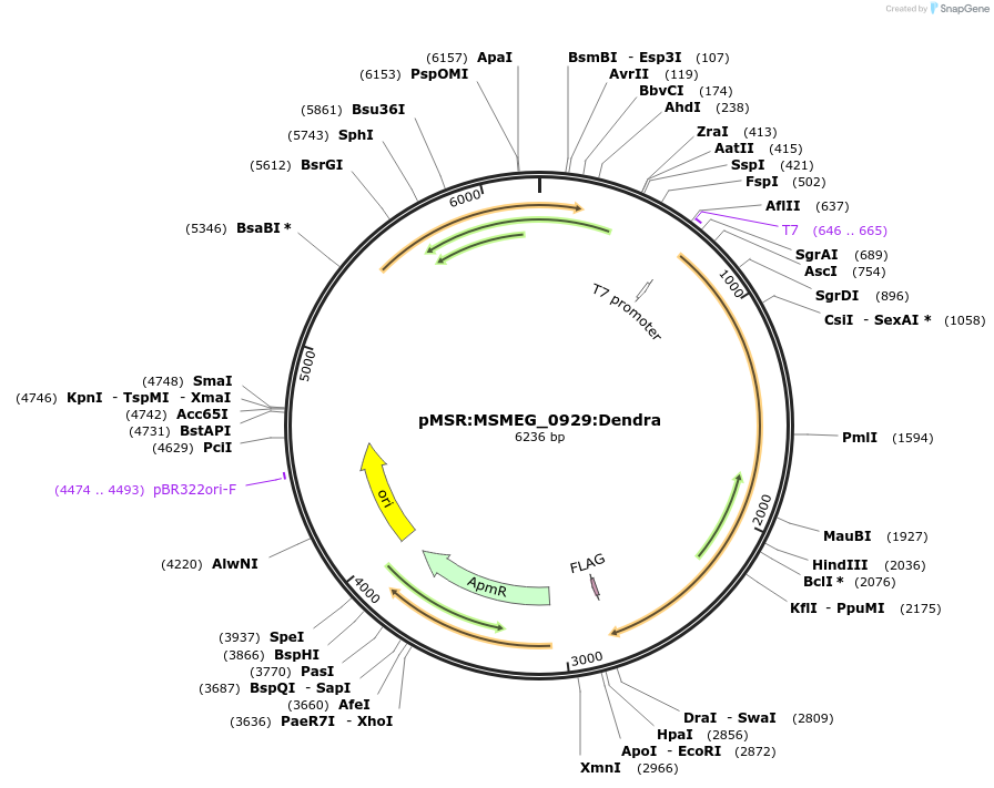 174940-plasmid-map-sequence-id-345865