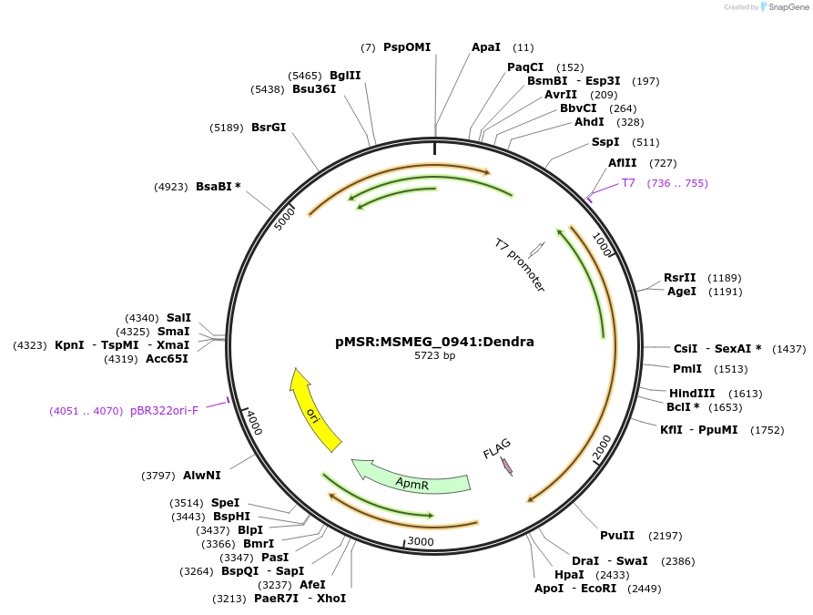 174948-plasmid-map-sequence-id-345866