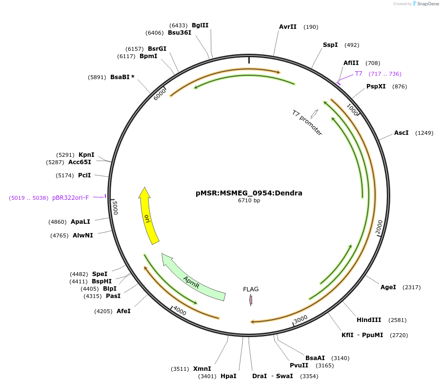 174956-plasmid-map-sequence-id-345867