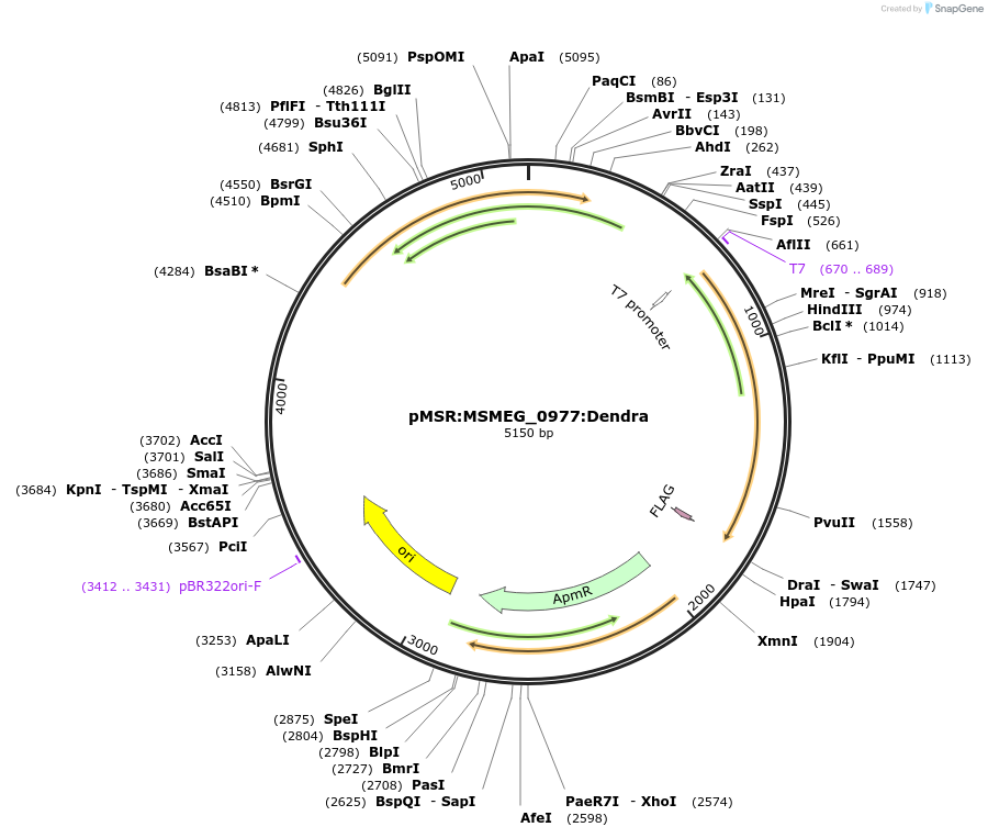 174964-plasmid-map-sequence-id-345868