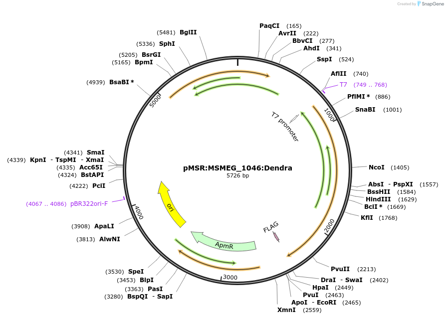 174972-plasmid-map-sequence-id-345869