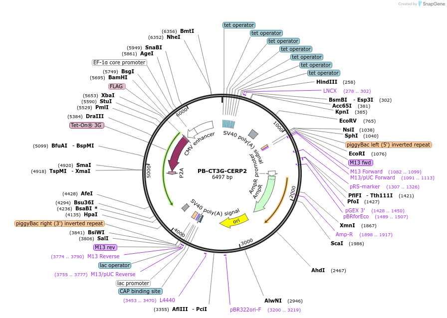 175499-plasmid-map-sequence-id-345877