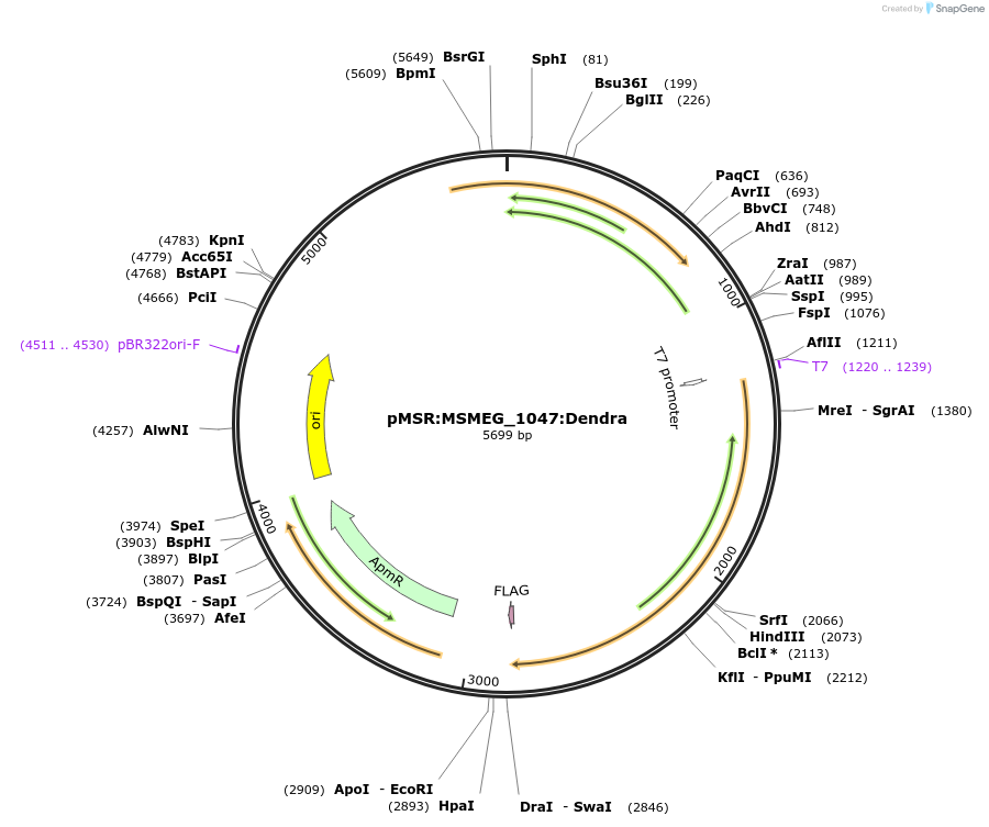 174973-plasmid-map-sequence-id-345883