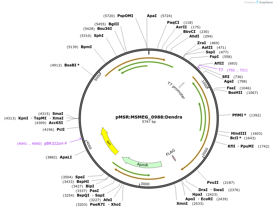 174965-plasmid-map-sequence-id-345884