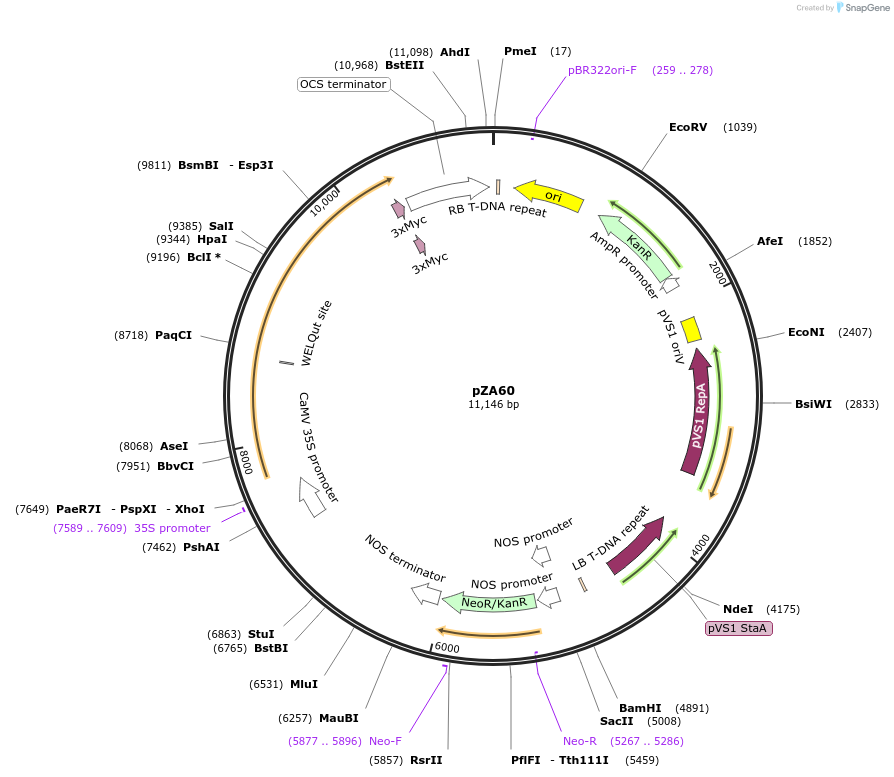 174773-plasmid-map-sequence-id-345895