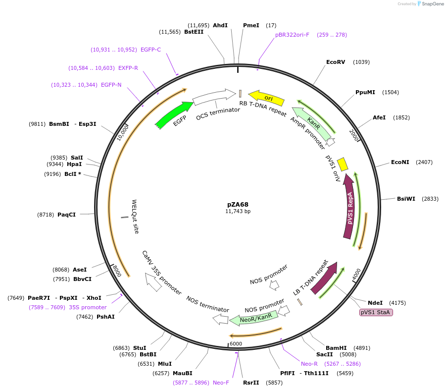 174781-plasmid-map-sequence-id-345897