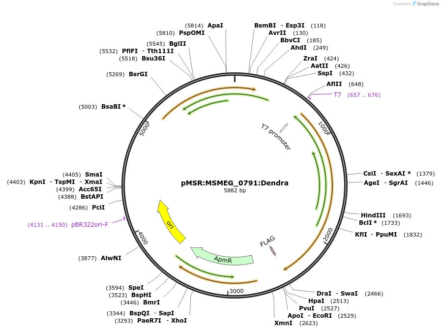 174917-plasmid-map-sequence-id-345904