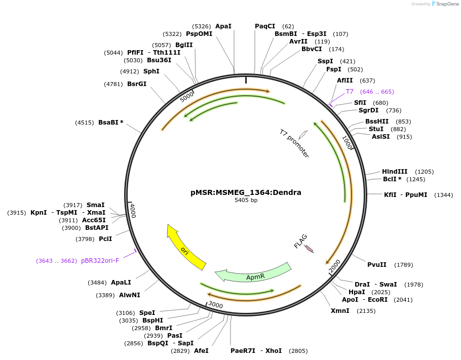 175003-plasmid-map-sequence-id-345905