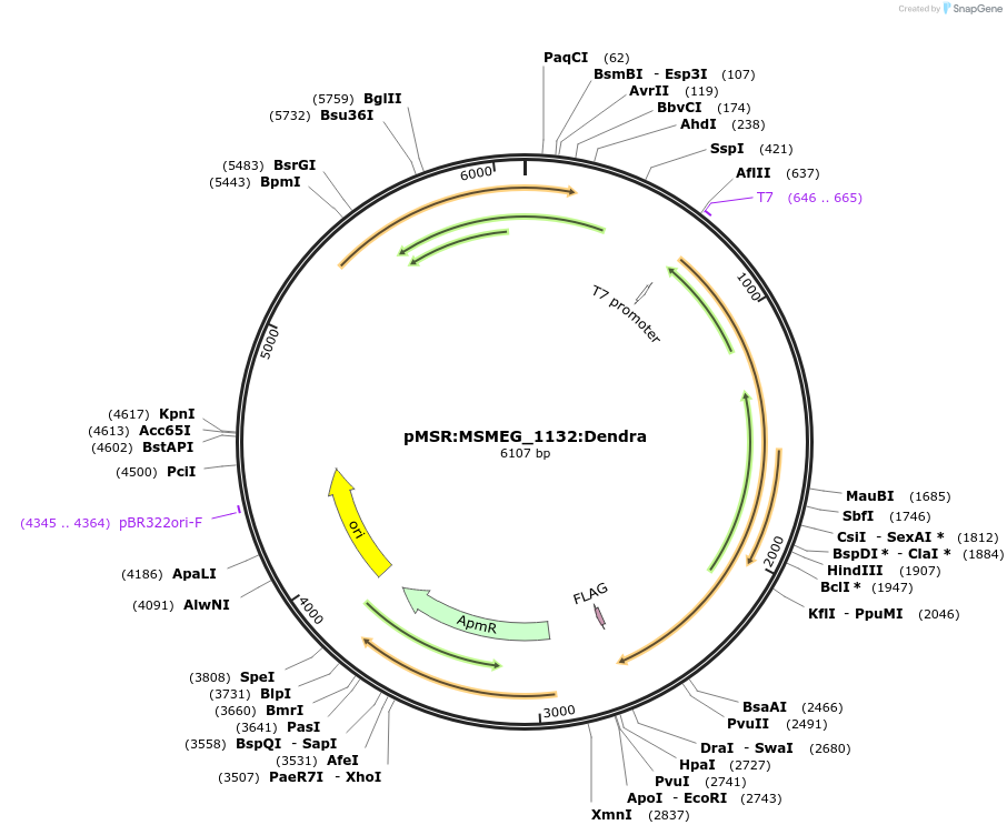 174988-plasmid-map-sequence-id-345906