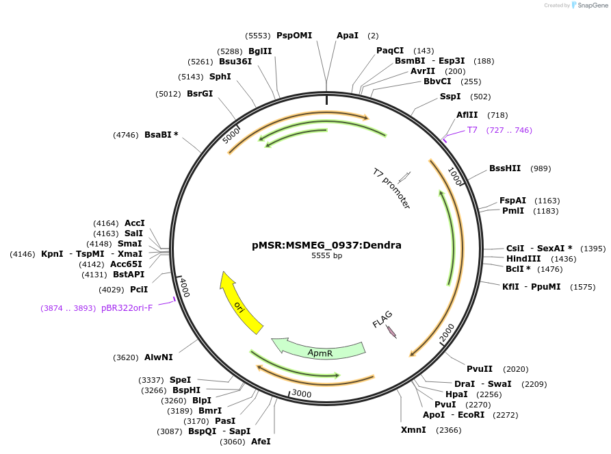 174945-plasmid-map-sequence-id-345909