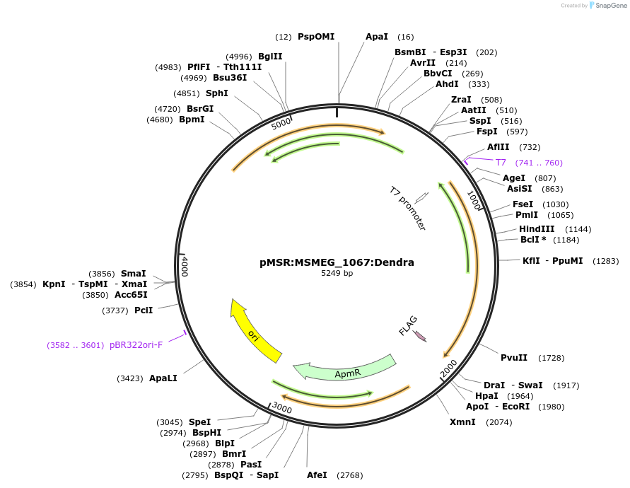 174980-plasmid-map-sequence-id-345912