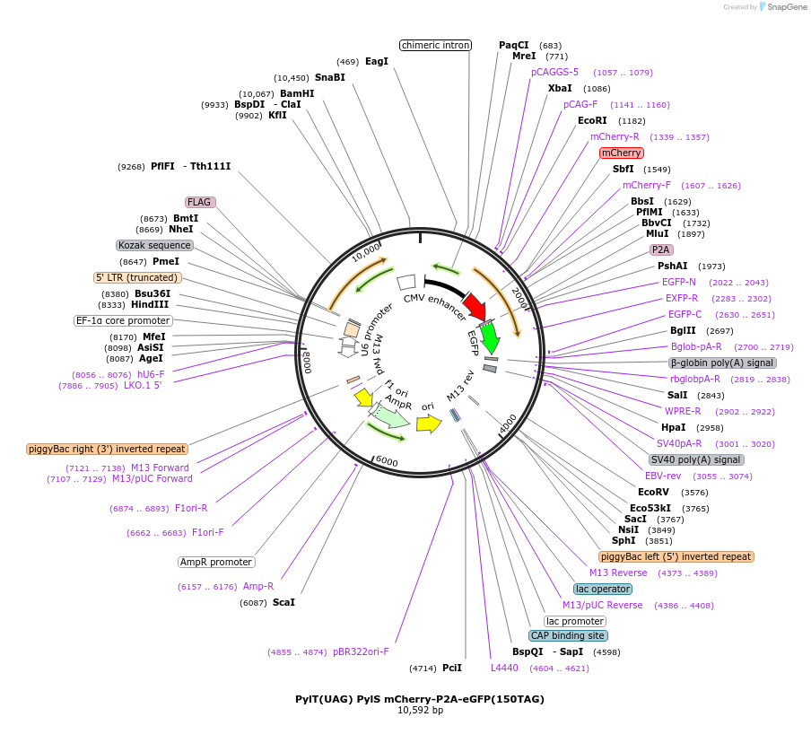 174526-plasmid-map-sequence-id-345916