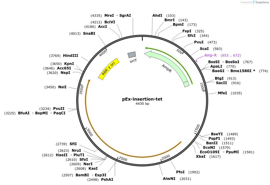 172211-plasmid-map-sequence-id-345942
