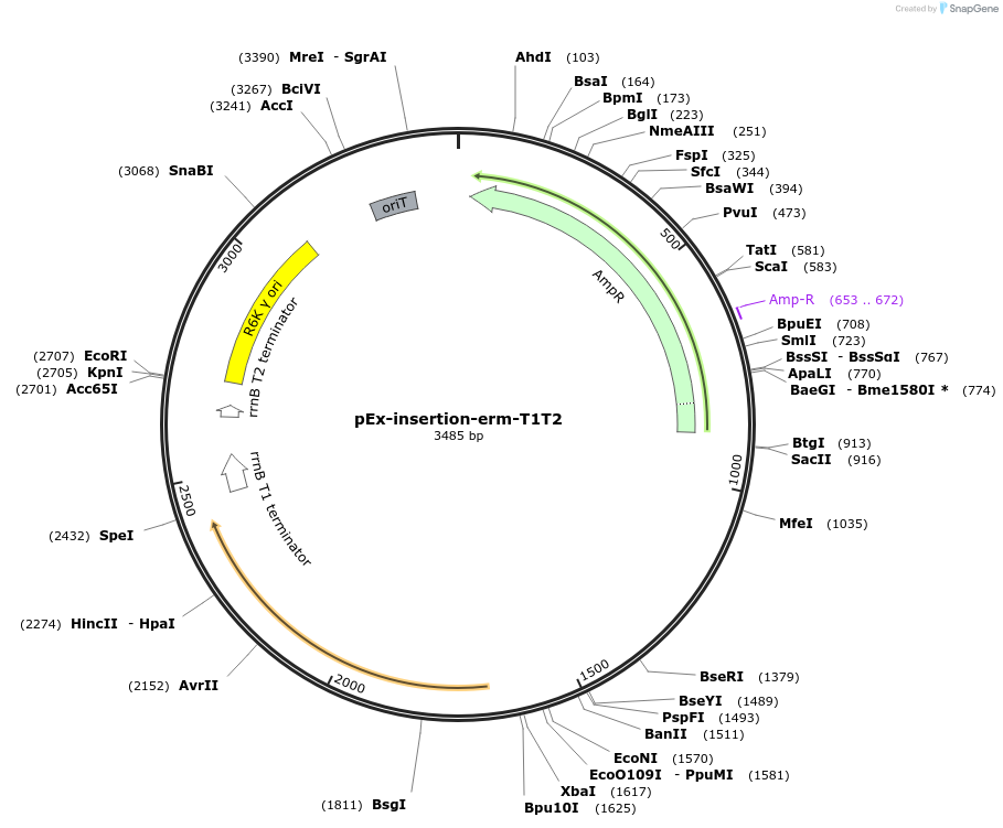 172212-plasmid-map-sequence-id-345943