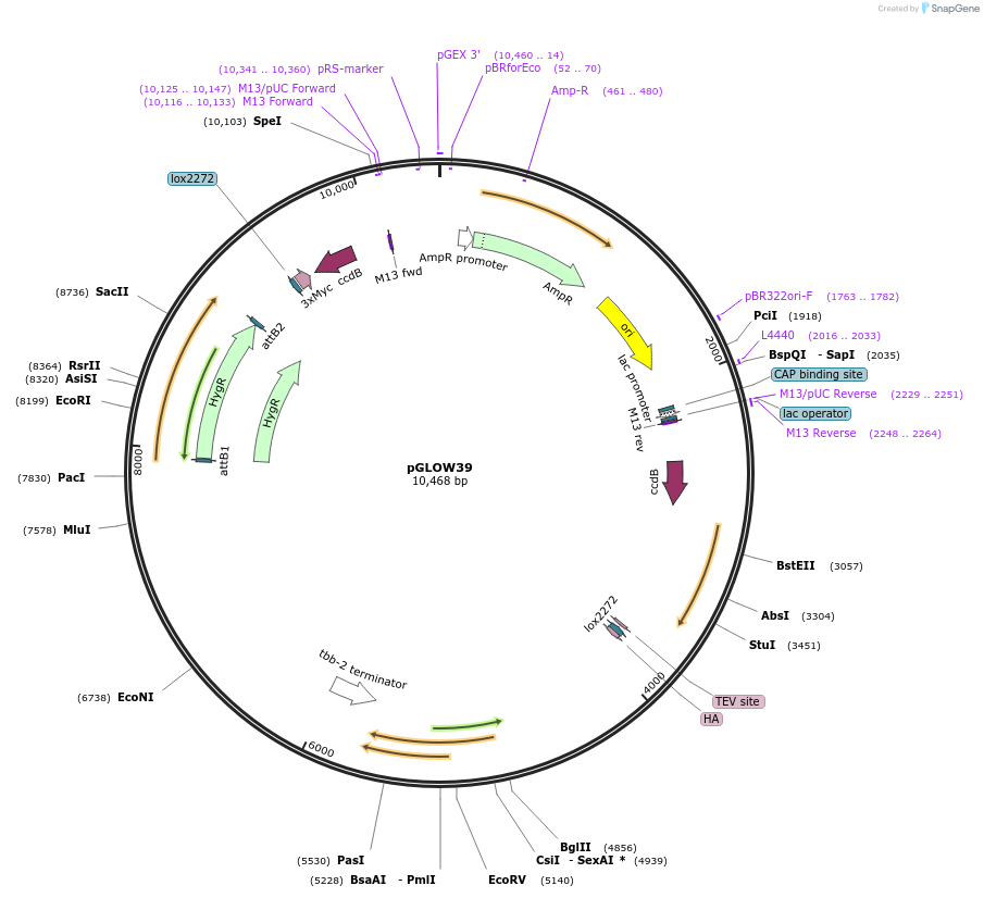 173068-plasmid-map-sequence-id-345944