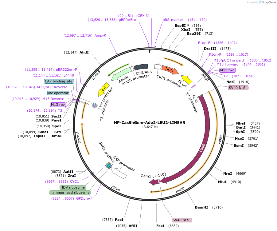 174839-plasmid-map-sequence-id-345956