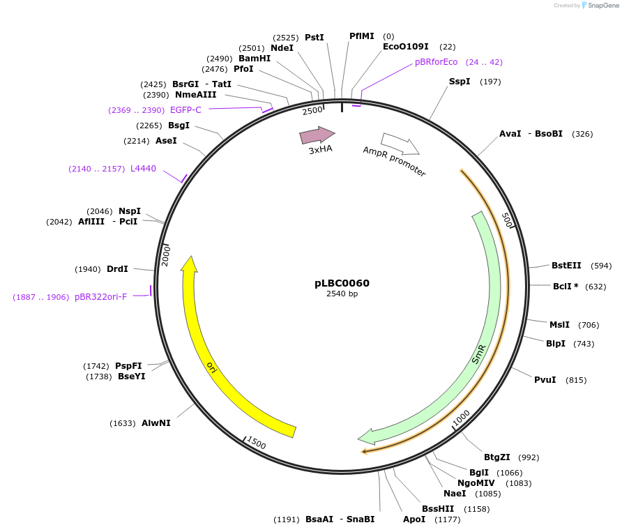 172783-plasmid-map-sequence-id-346117