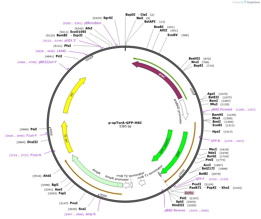 168517-plasmid-map-sequence-id-346120
