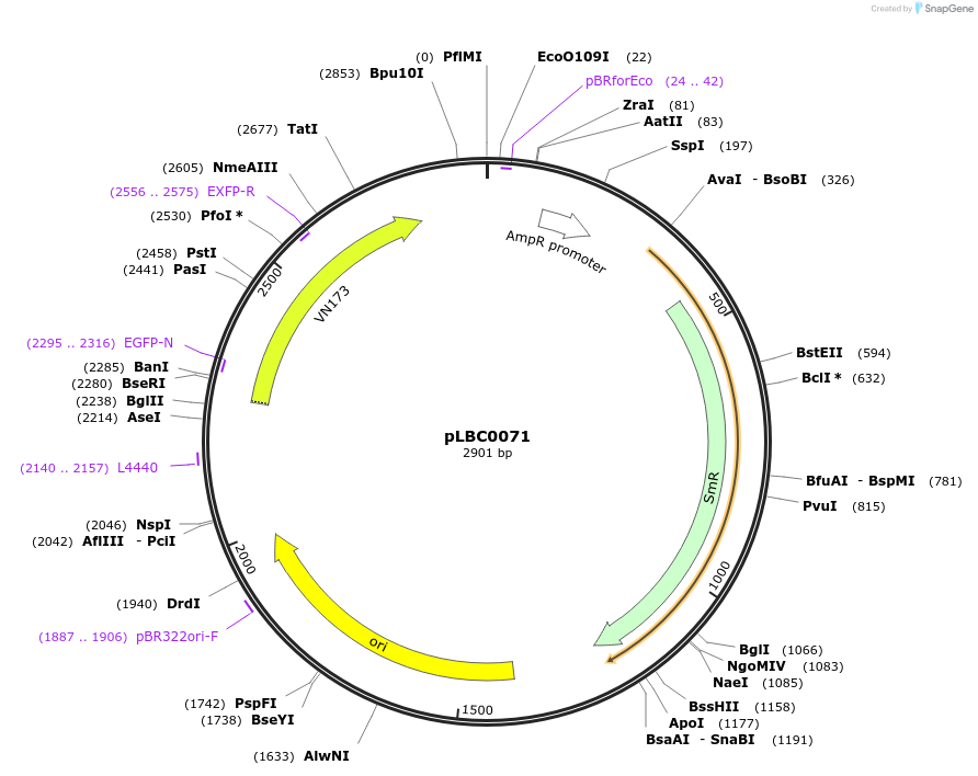 172785-plasmid-map-sequence-id-346123