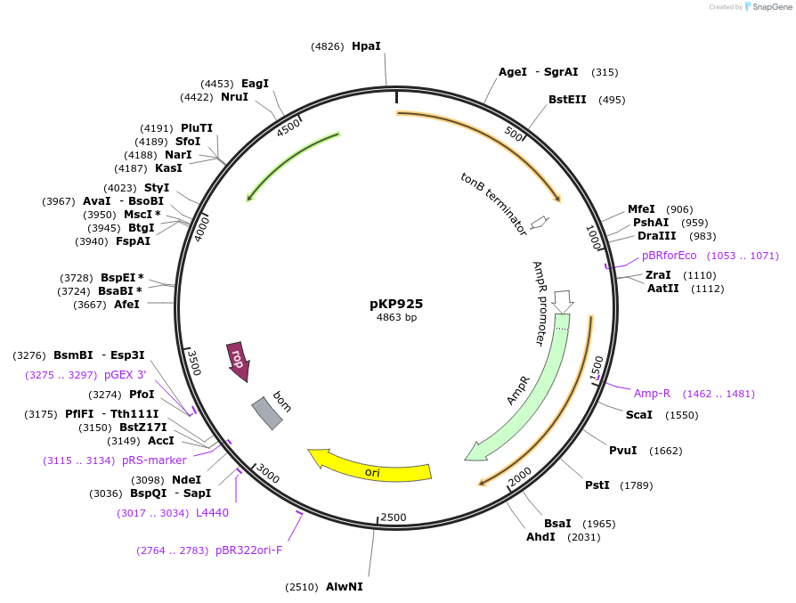 167591-plasmid-map-sequence-id-346128