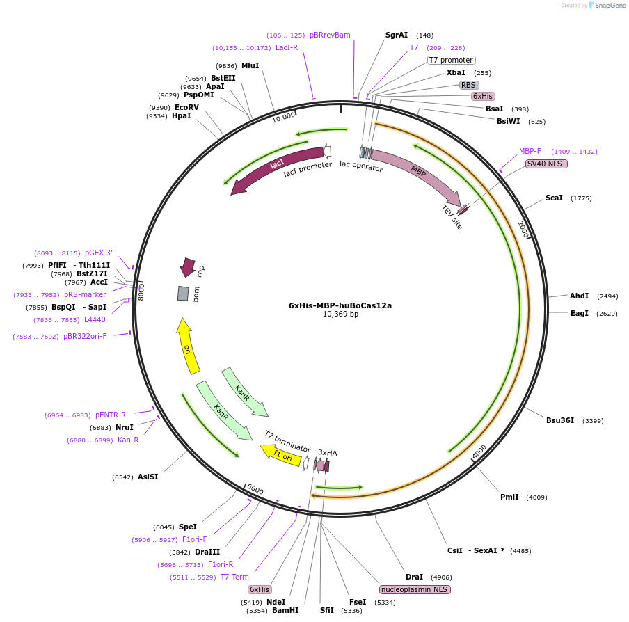 174673-plasmid-map-sequence-id-346133