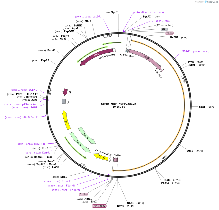 174674-plasmid-map-sequence-id-346134