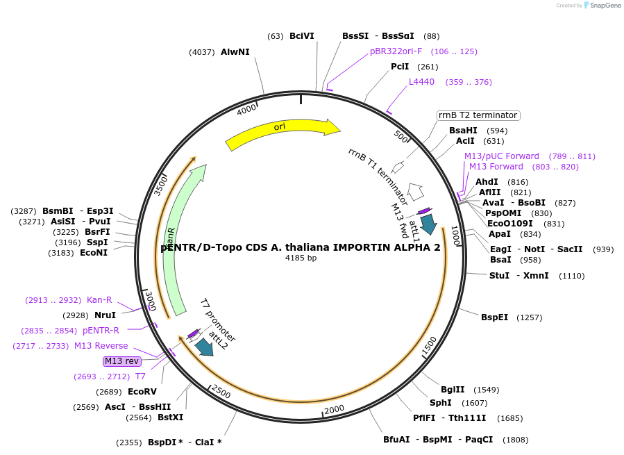 175816-plasmid-map-sequence-id-346164