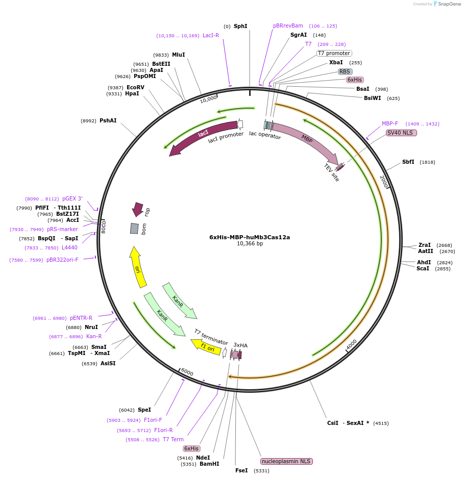 174677-plasmid-map-sequence-id-346166