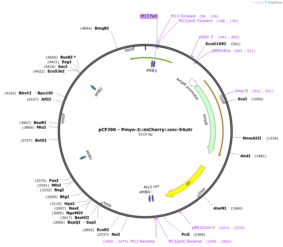 19327-plasmid-map-sequence-id-346169
