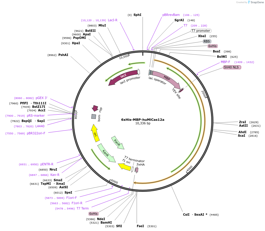 174678-plasmid-map-sequence-id-346177