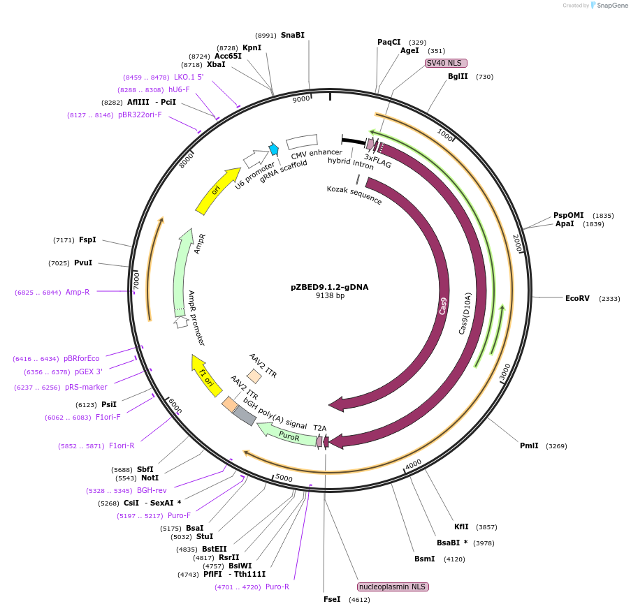 175853-plasmid-map-sequence-id-346180
