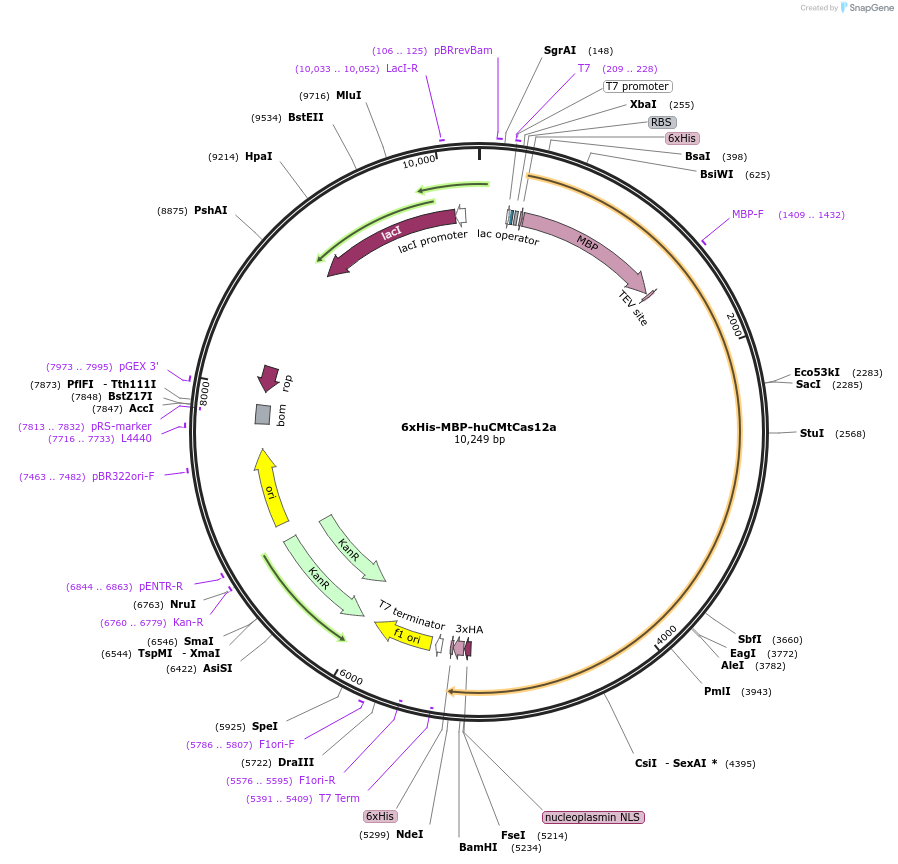 174680-plasmid-map-sequence-id-346184