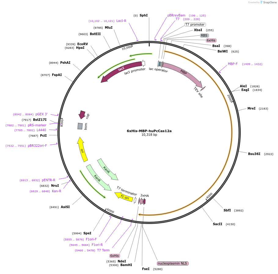 174681-plasmid-map-sequence-id-346186