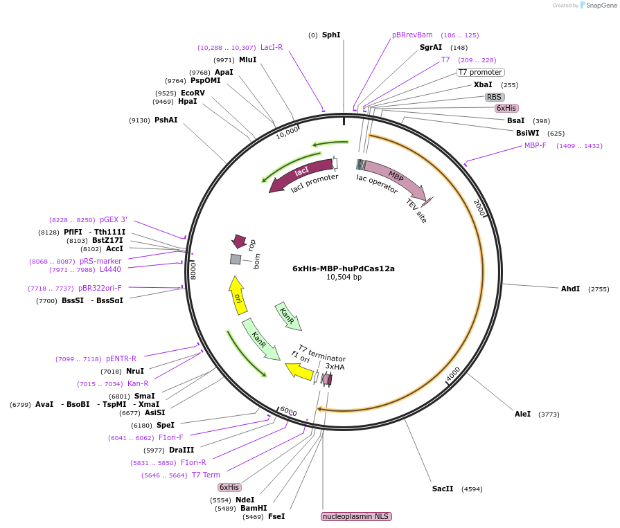 174682-plasmid-map-sequence-id-346188