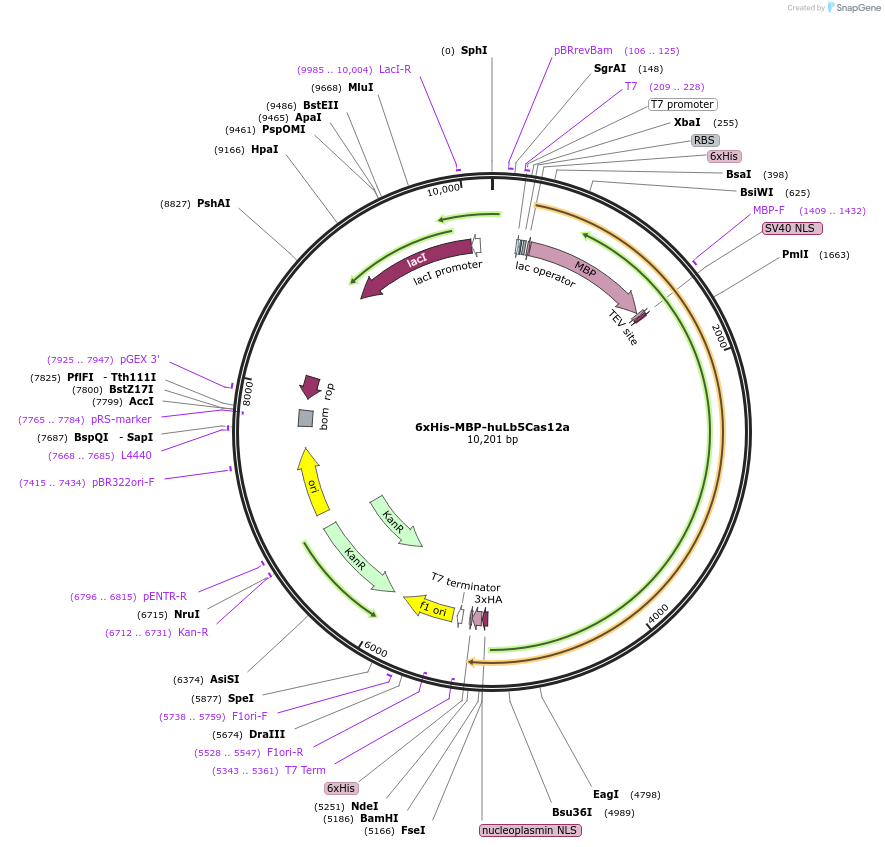 174684-plasmid-map-sequence-id-346193