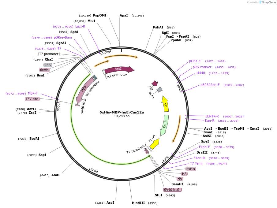 174685-plasmid-map-sequence-id-346198