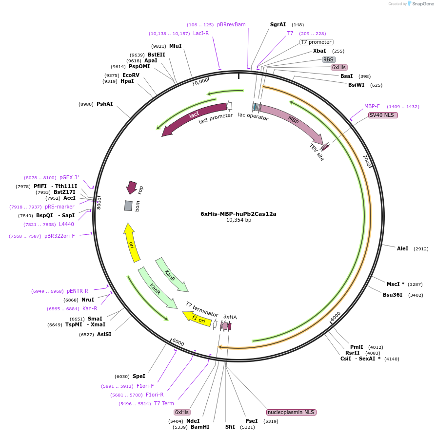 174686-plasmid-map-sequence-id-346201