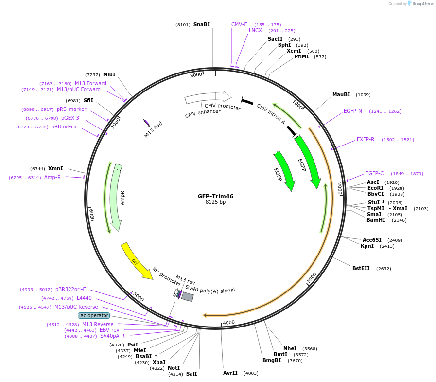 176402-plasmid-map-sequence-id-346203