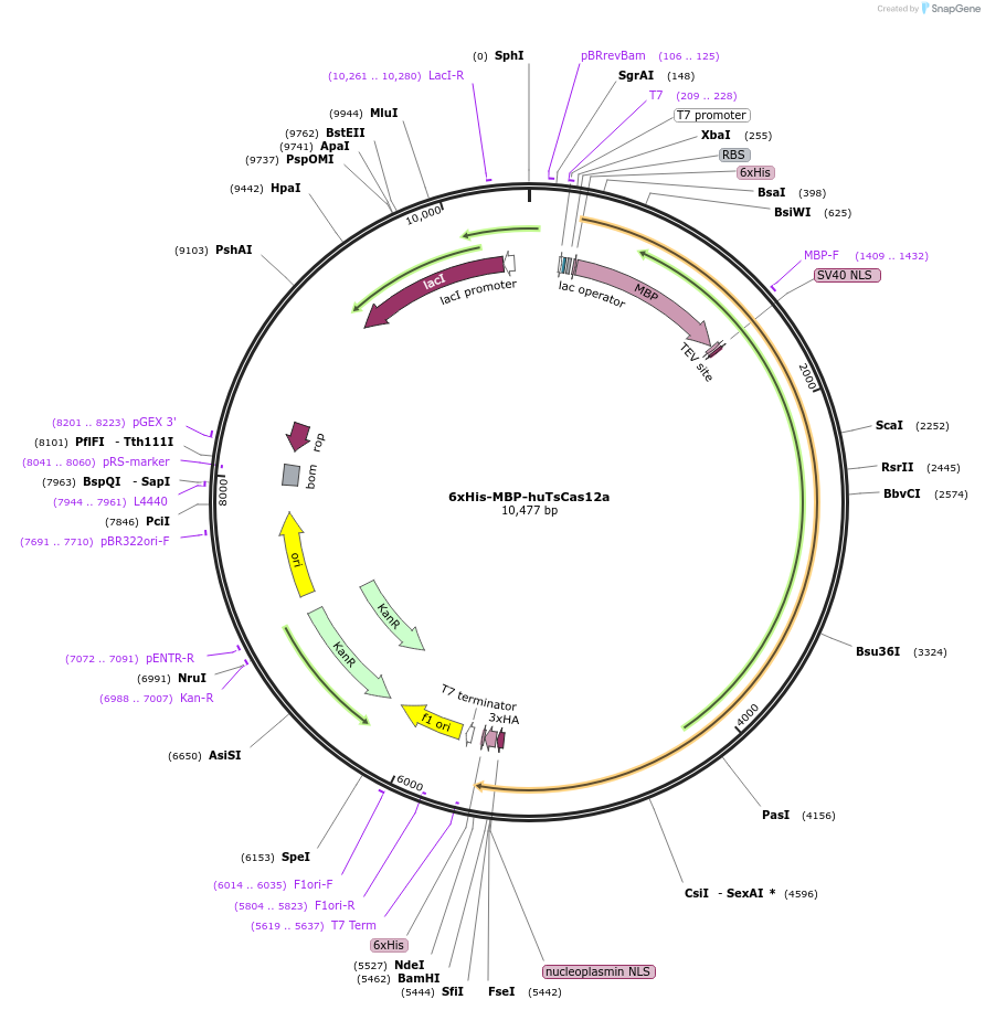 174687-plasmid-map-sequence-id-346204