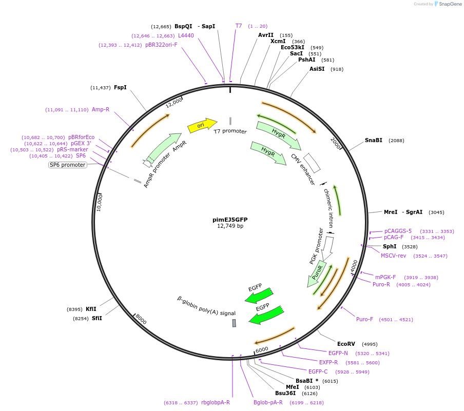44026-plasmid-map-sequence-id-346209